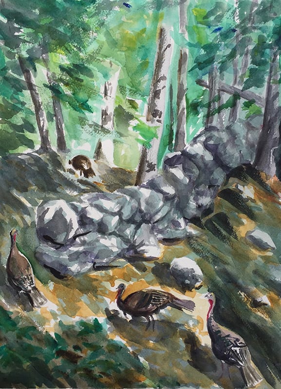Peter Shaw, Turkeys in Woods