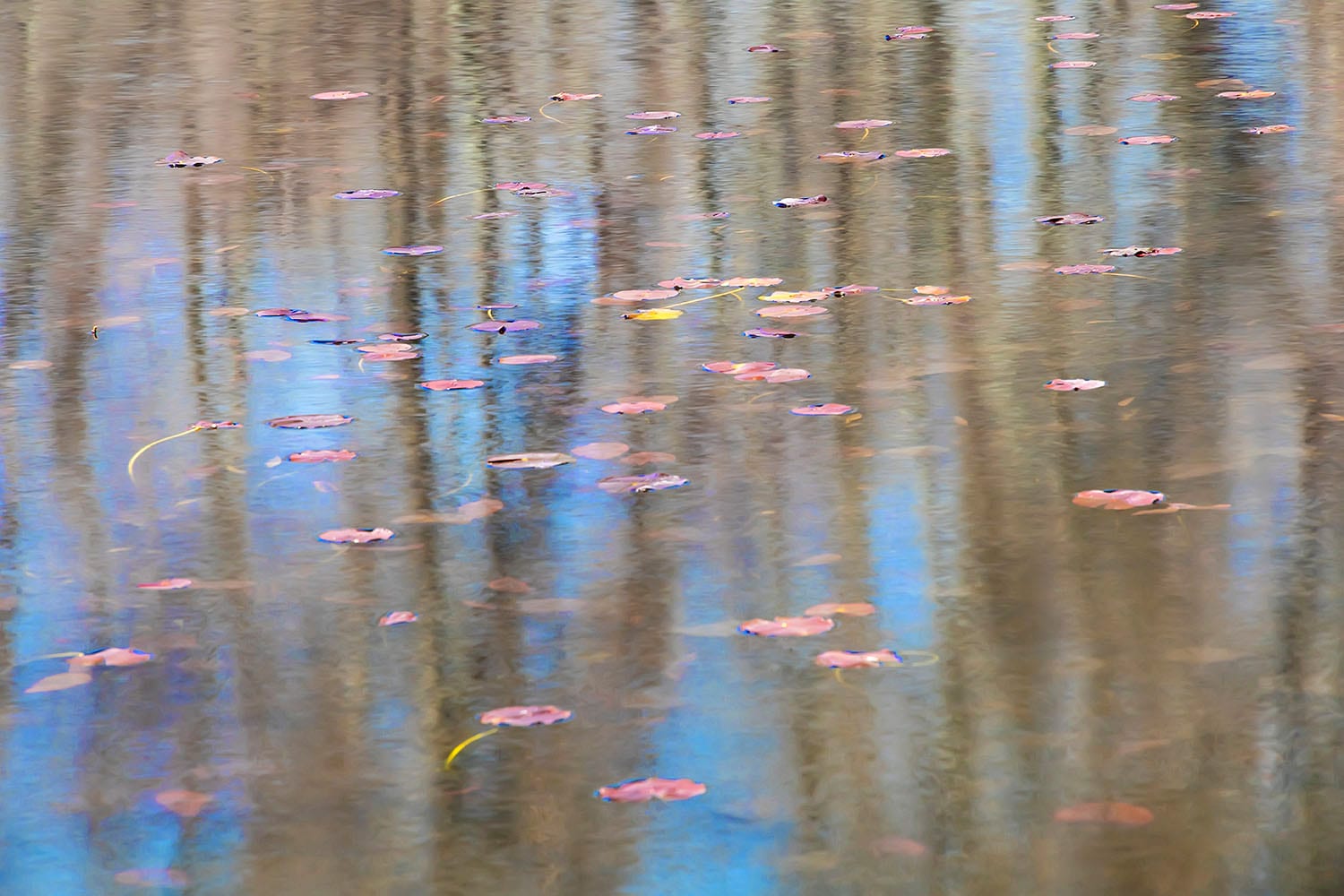 Lily Pads and Reflections by Nancy Rich