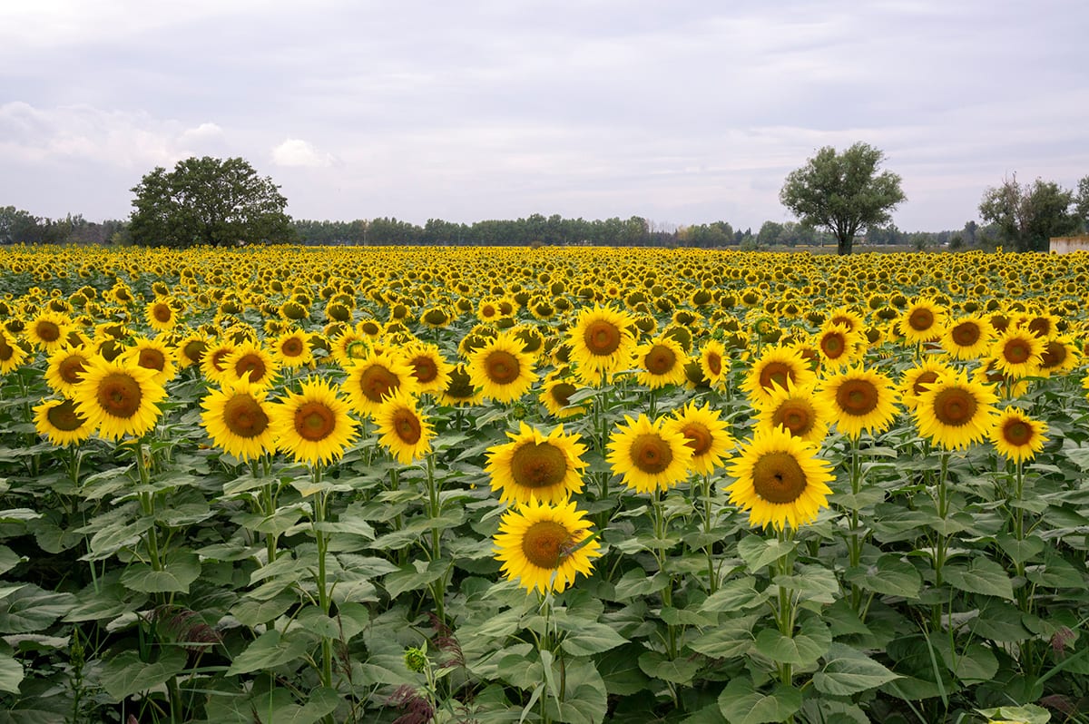 J William Semich, Infinite Sunflowers in Arles France
