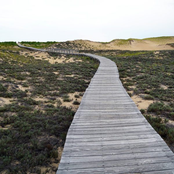 Dunes by Sharon Schindler