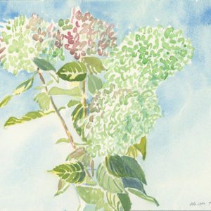 Hydrangeas, 2020, watercolor, 10 x 14 in.