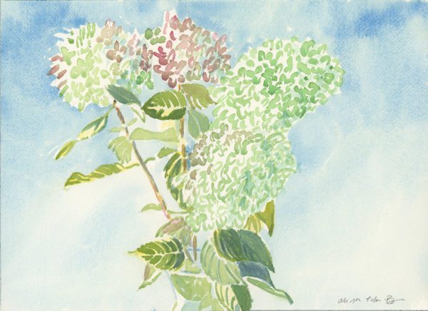 Hydrangeas, 2020, watercolor, 10 x 14 in.