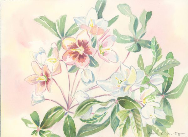 Lenten Rose, 2021, watercolor, 10 x 14 in.