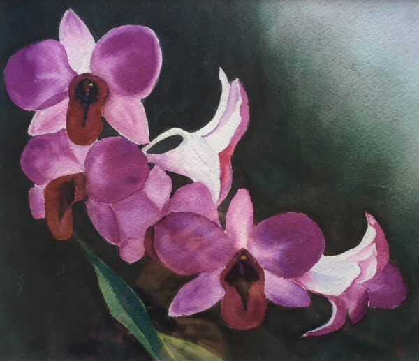 Purple Orchids