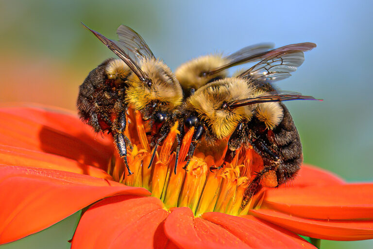 Three Bees photograph