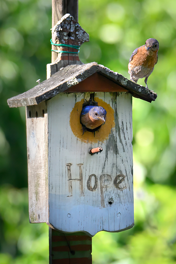 Bluebird Hope