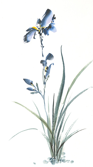 Blue Iris