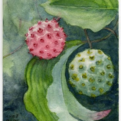 Anne-Palm-Chalmers2017_JapaneseDogwood-berries