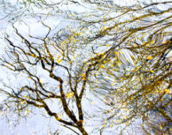Ellen Foust  Golden Whispers